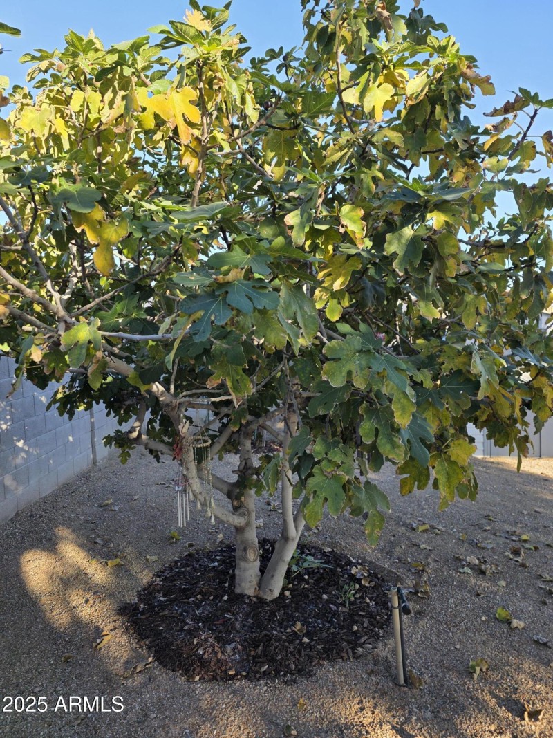 Over Two Dozen Trees