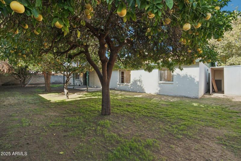 Mature Grapefruit and Orange