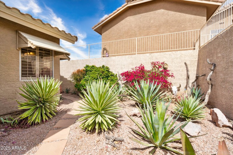 Native desert plants