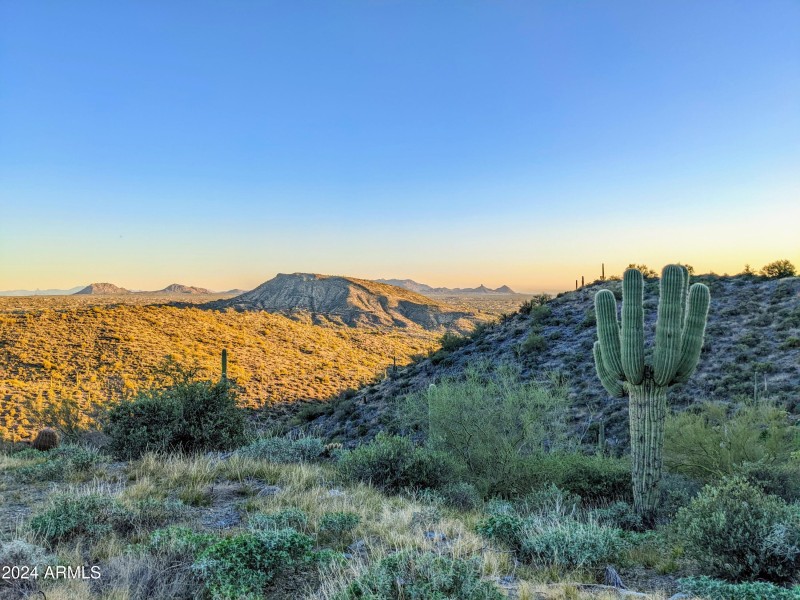 007_007_Lush Sonroan Desert