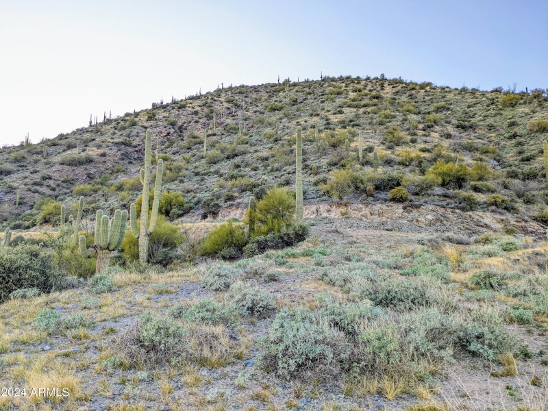009_009_Saguaro Studded Hillside