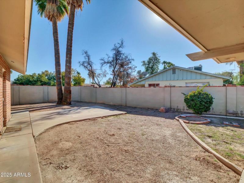 Large Palms at Rear Yard