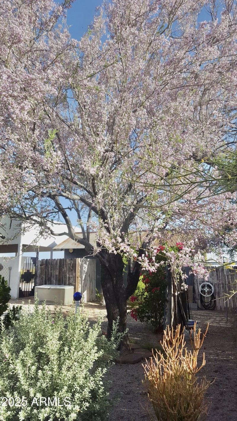 Back yard ironwood 1, 5-20-24