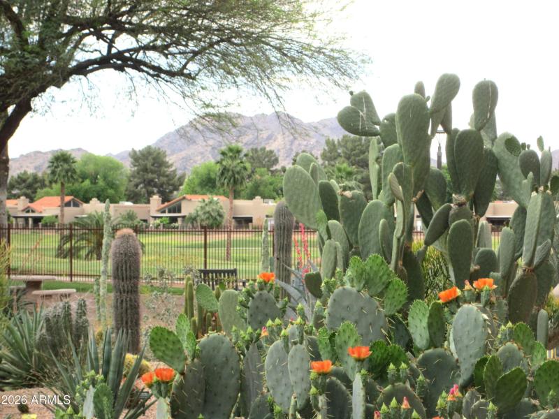 ANASAZI 2025 PEERING THRU CACTUS BLOOMS