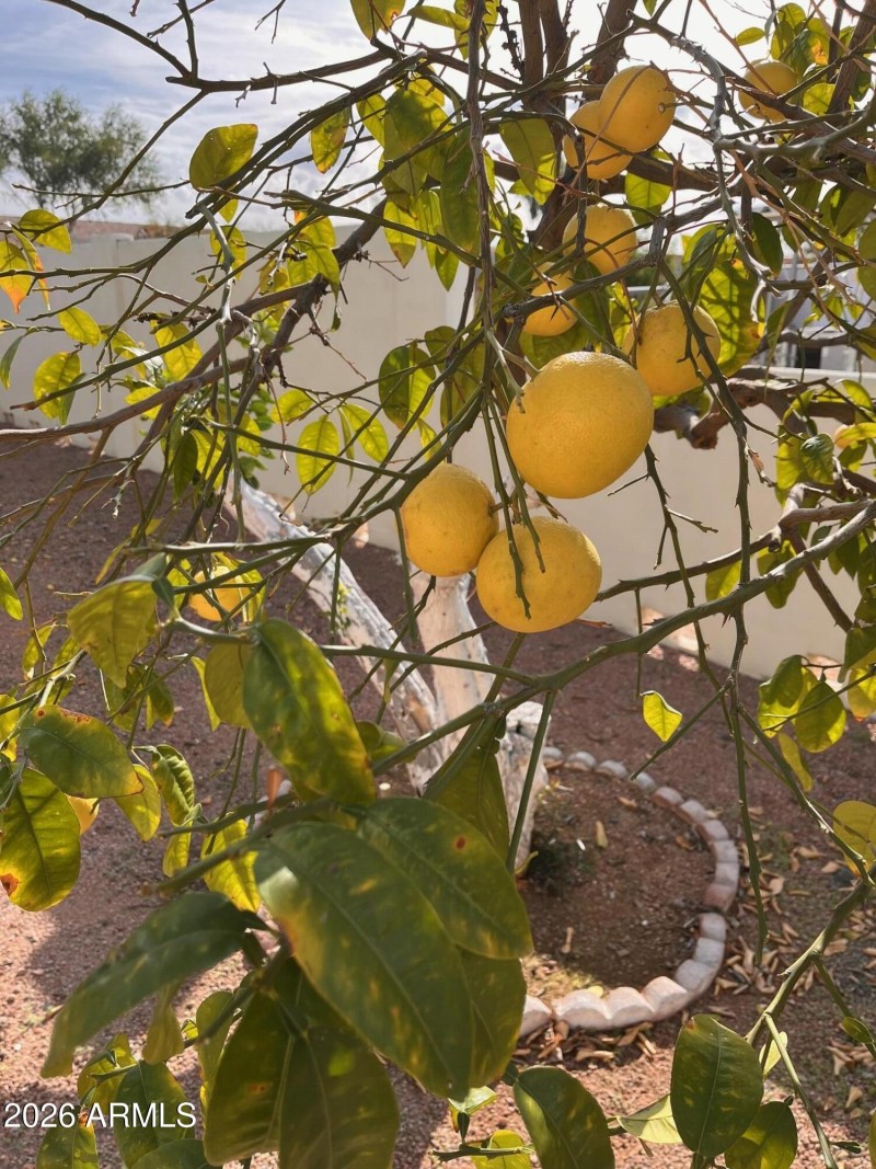 33. More fruit trees