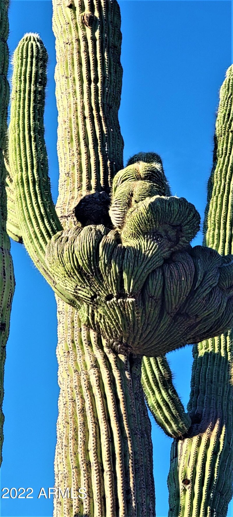Crested Saguaro