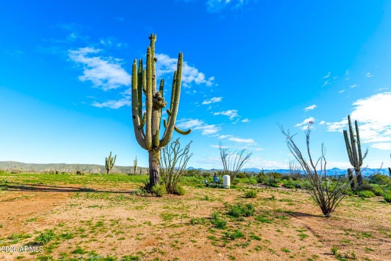 Crested Saguaro, well