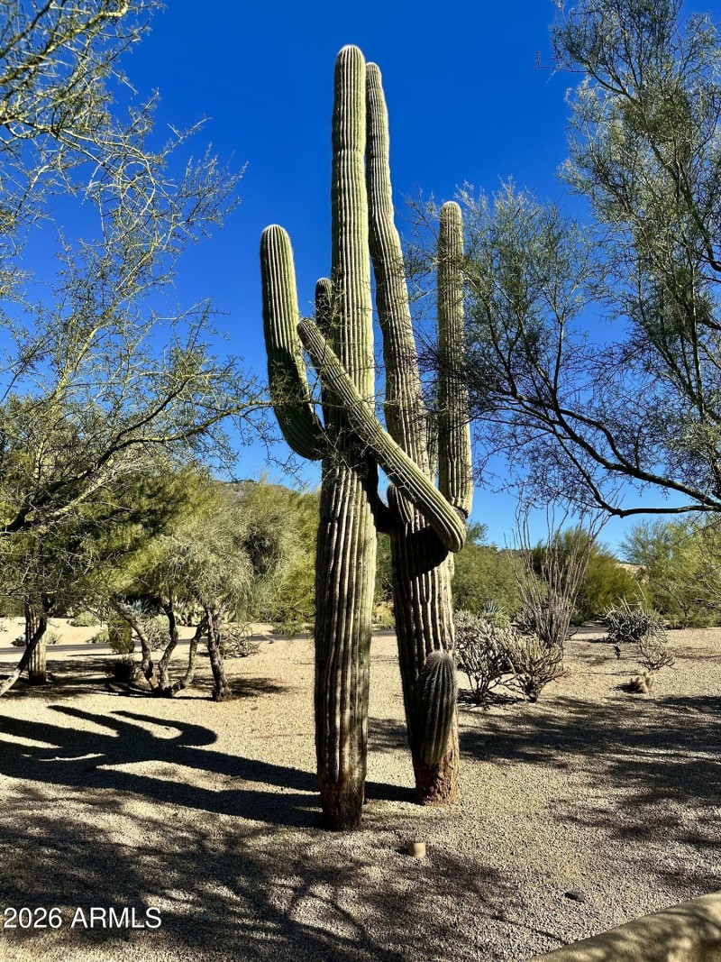 Mature Saguaros
