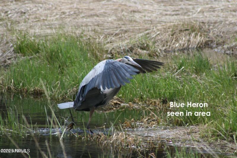 Blue Heron Seen in Area