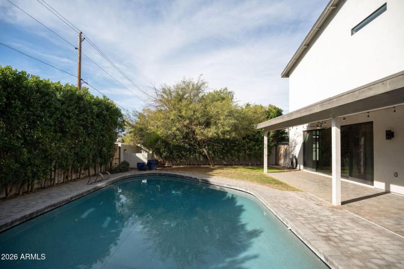 Mature ficus for privacy