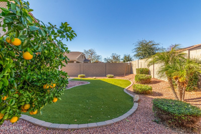 Grapefruit & Lemon Trees