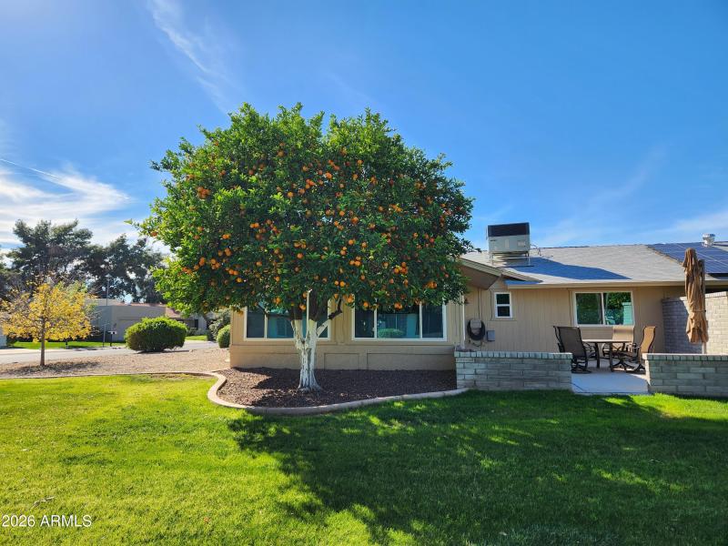 Fresh oranges are ready