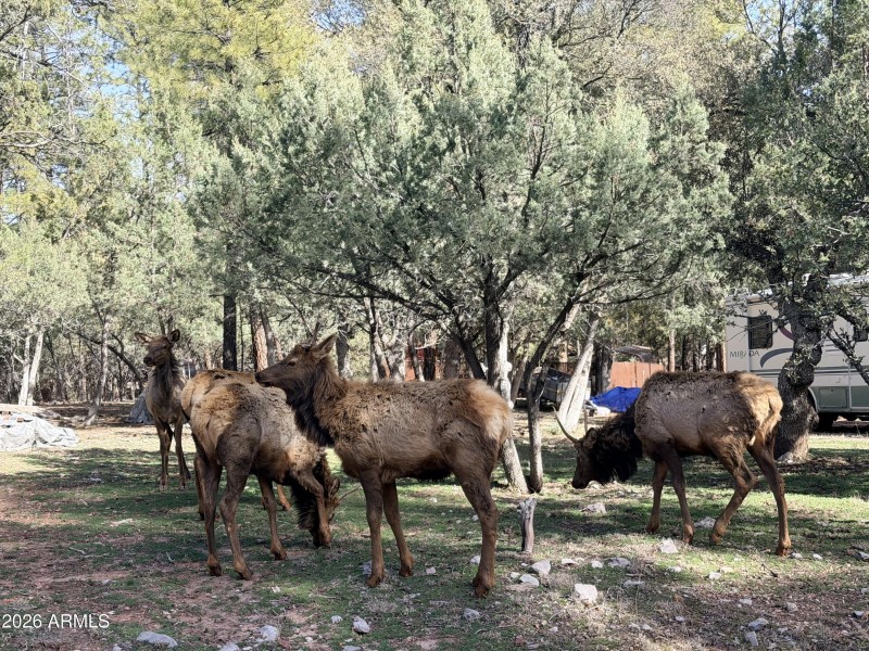 Wildlife Nearby