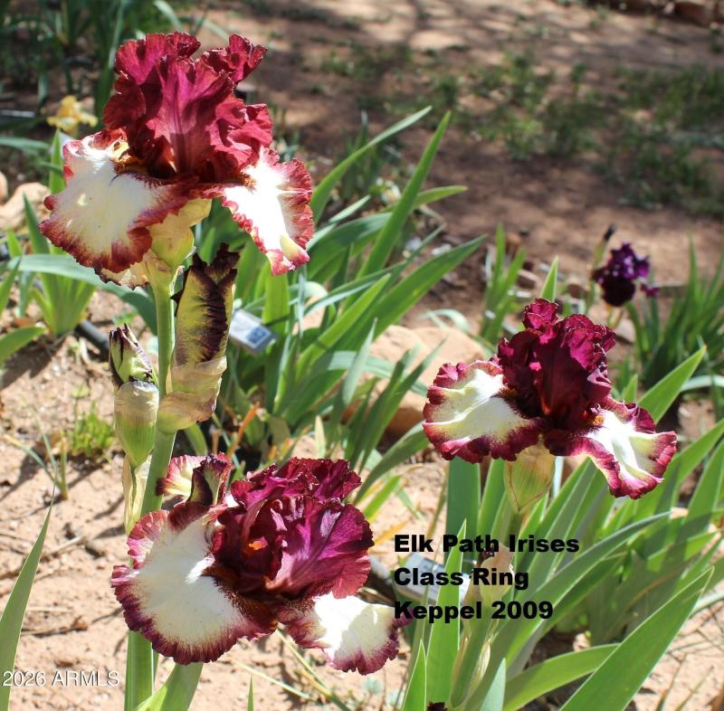 Class Ring May 18 2025