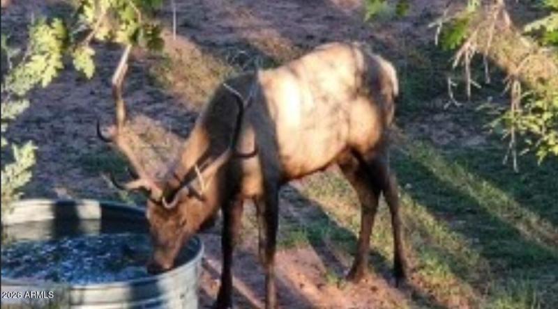 elk at trough (2)