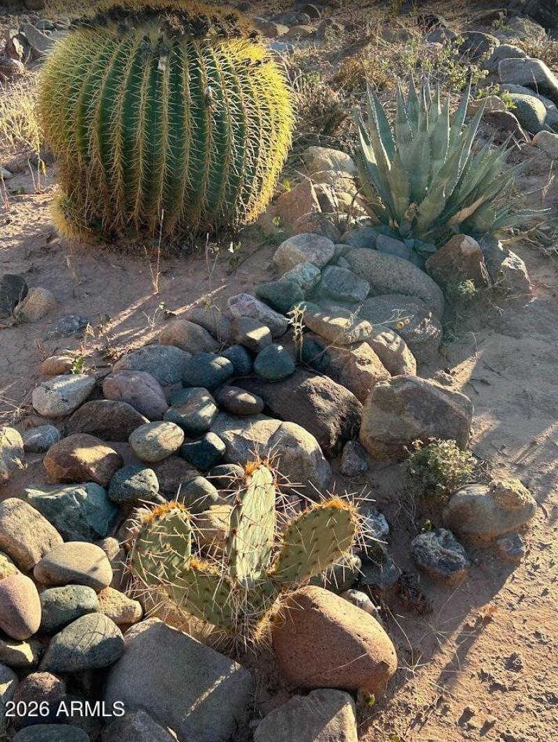 Local Fauna and Flora