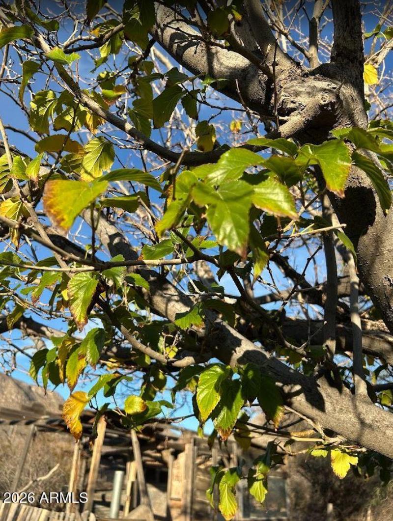 Mature Landscaping for Shade