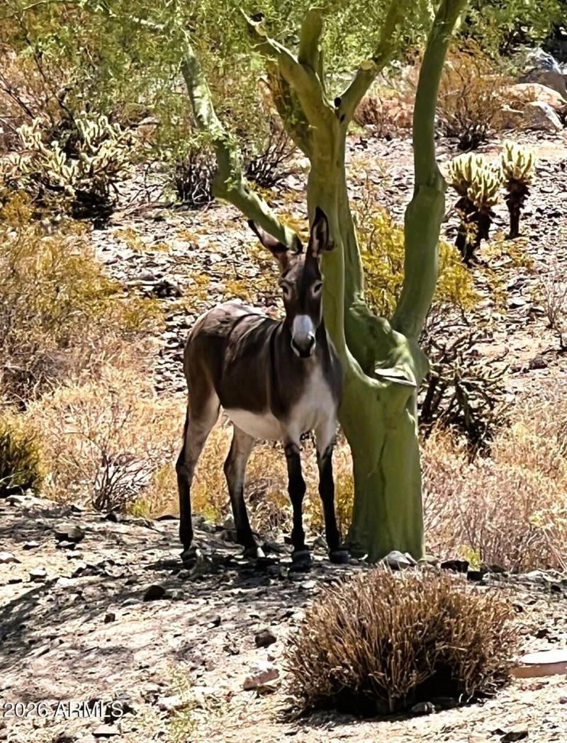 SONORAN MNT RANCH DONKEY