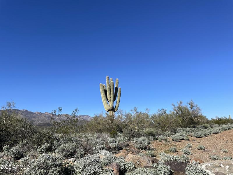 Sonoran desert