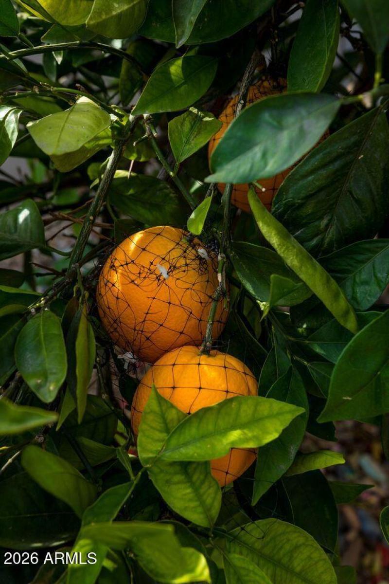 16375 W Whitton Ave Orange Close-up