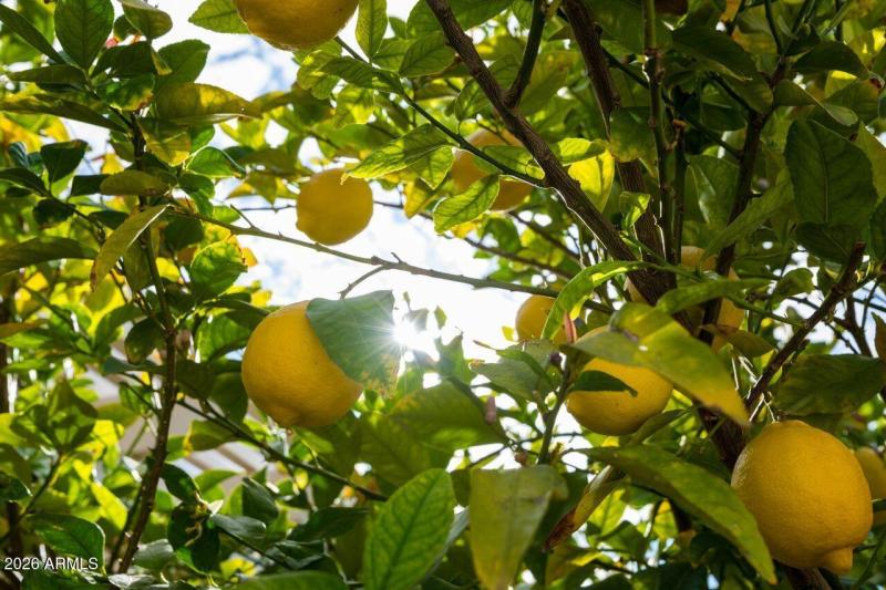 16375 W Whitton Ave Citrus Tree Close-up