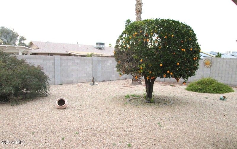 Orange tree