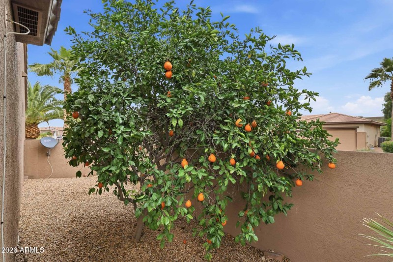CITRUS TREES