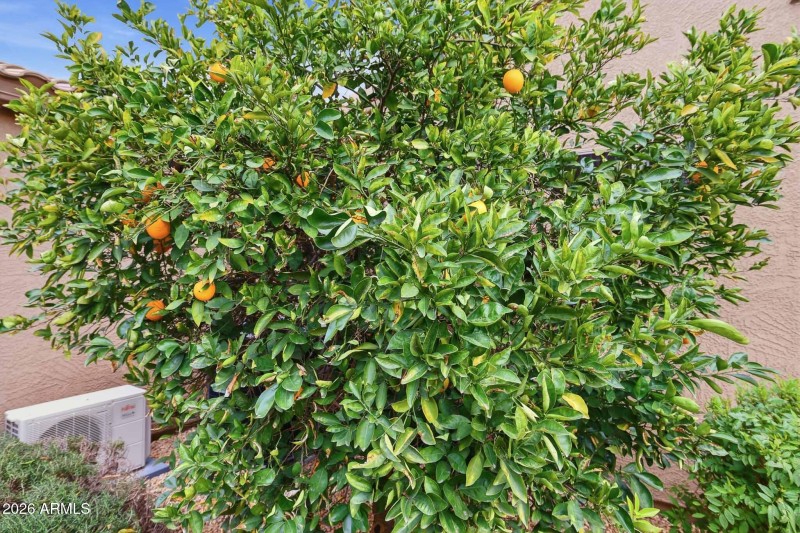 CITRUS TREES