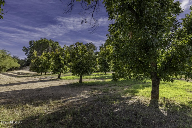Pecan Orchard