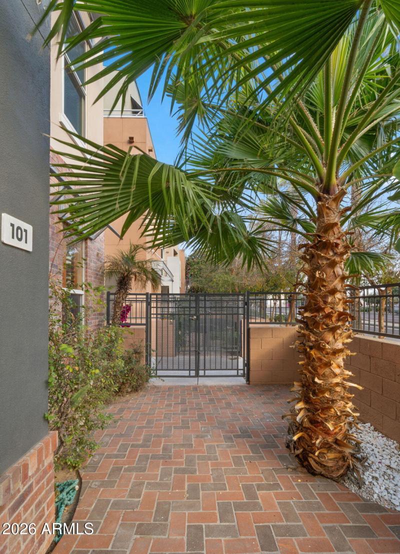 Palm Tree in your Patio!