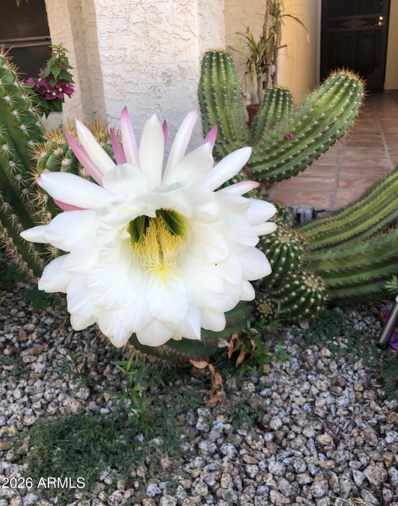 beauty of the desert