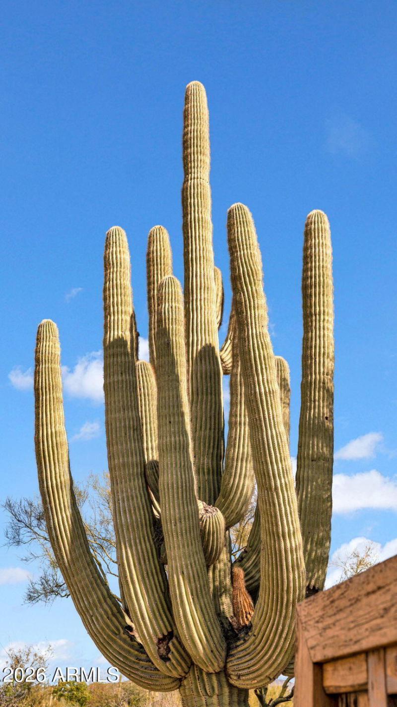 Saguaro