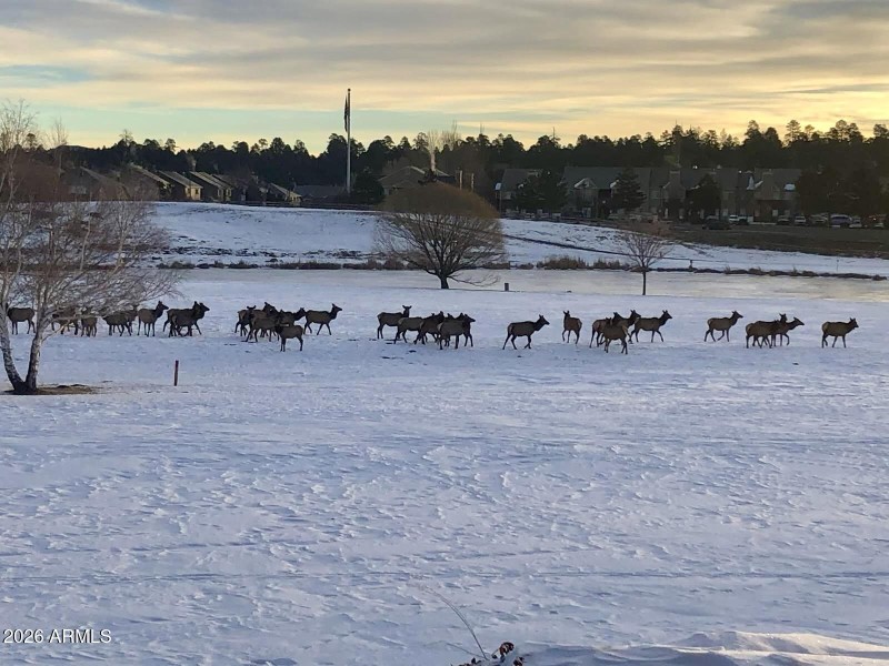 Endless amounts of Elk