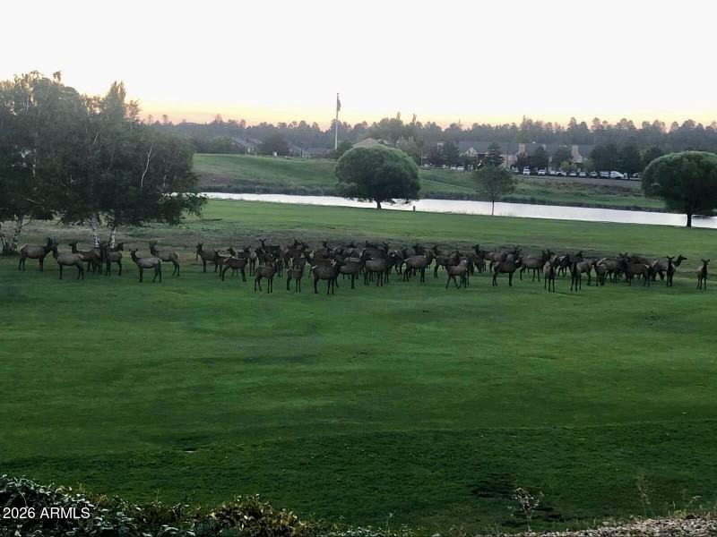 Endless amounts of Elk