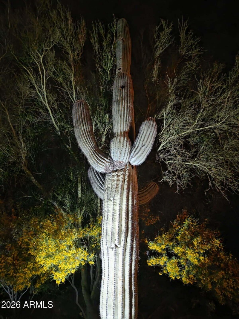 saguaro