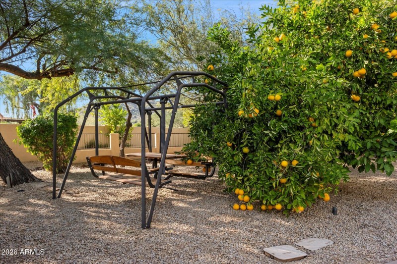 Backyard Citrus Trees