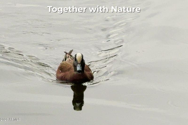 POINTE DUCK - LABELED