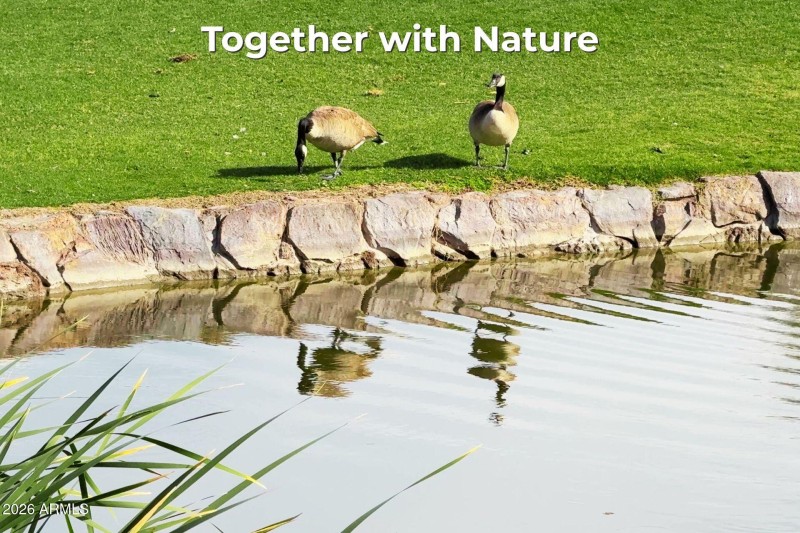 POINTE GEESE 1 - LABELED