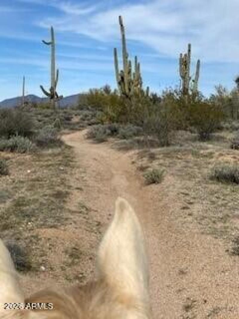 McDowell Sonoran Desert