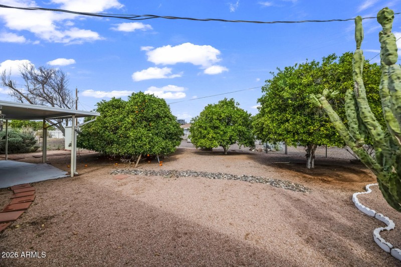 Backyard with healthy, mature, fruit tre