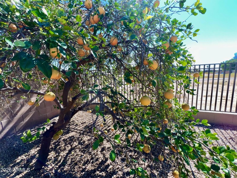 Grapefruit, Orange & palm trees abound