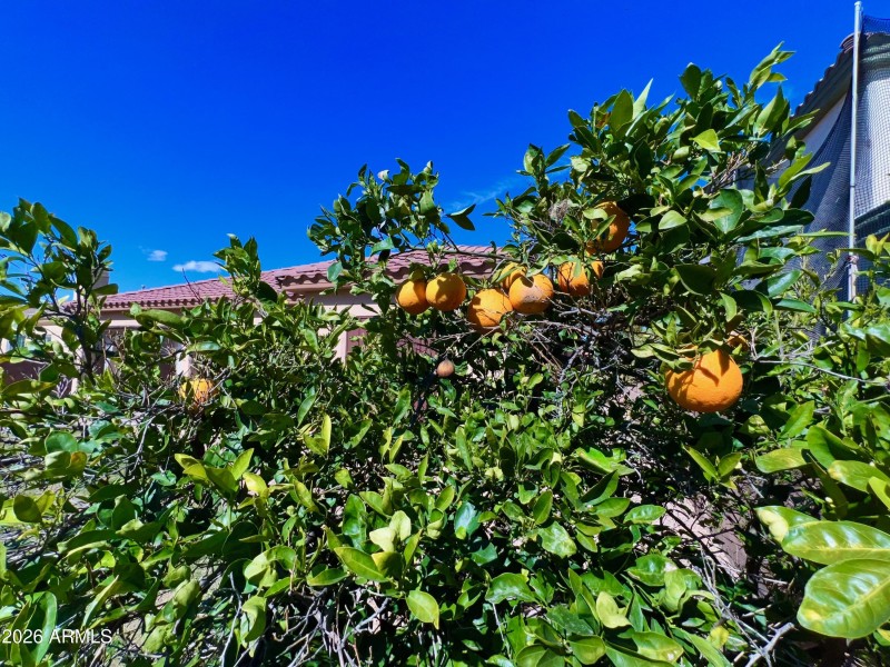 Grapefruit, Orange & palm trees abound