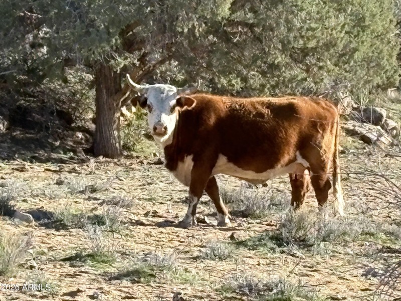 Online Auction (160 acres)