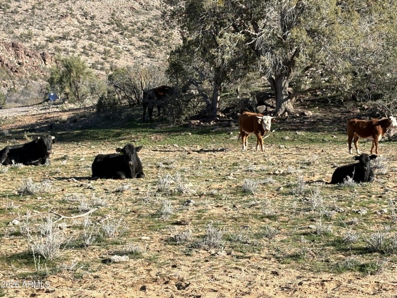 Online Auction (160 acres)