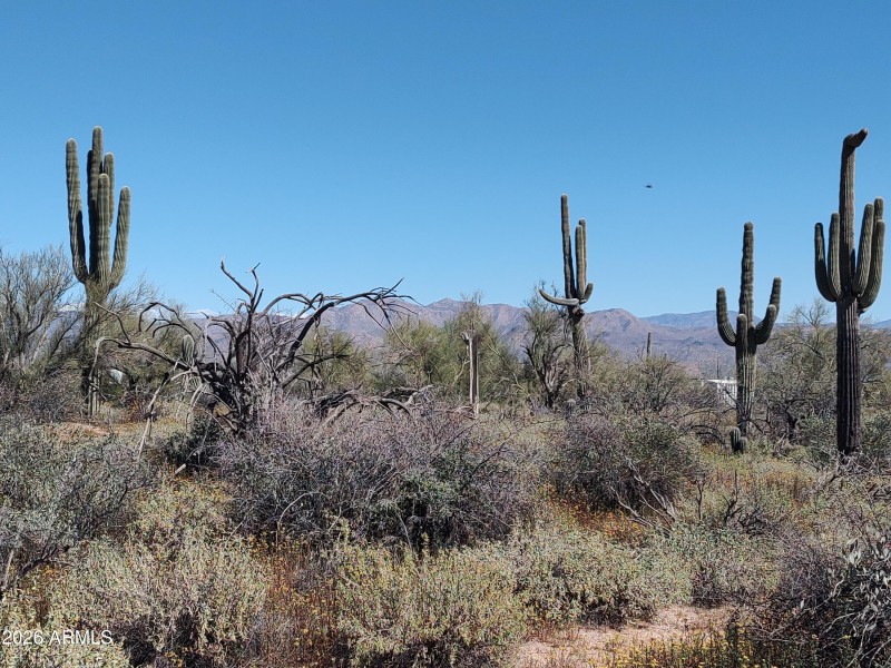 Mature Saguaros