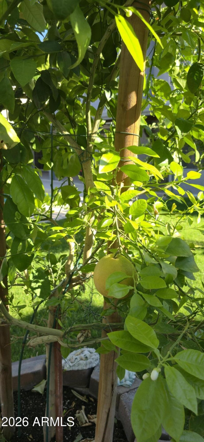 GRAPEFRUIT TREE