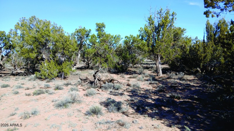 206-14-382 Vegetation (2).jpg