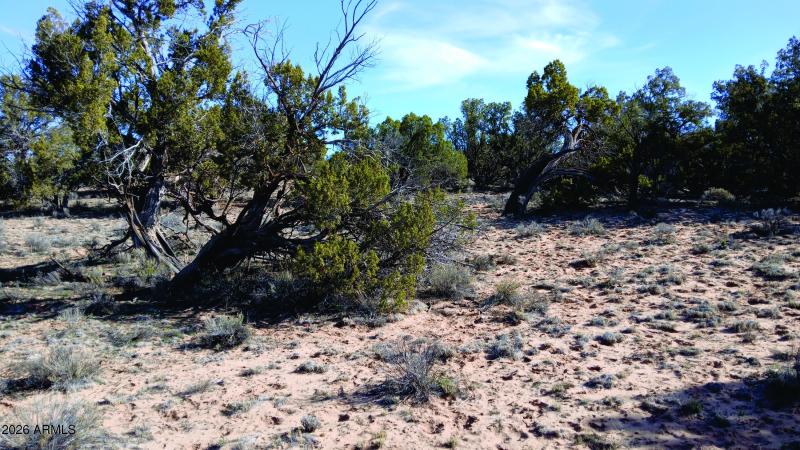 206-14-382 Vegetation (3).jpg