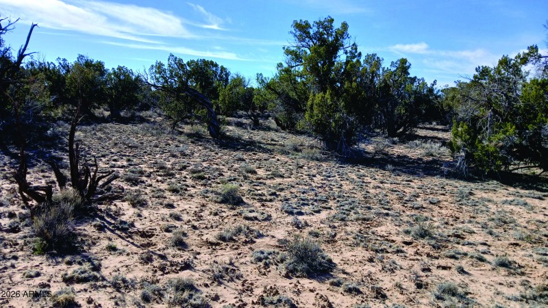 206-14-382 Vegetation (5).jpg