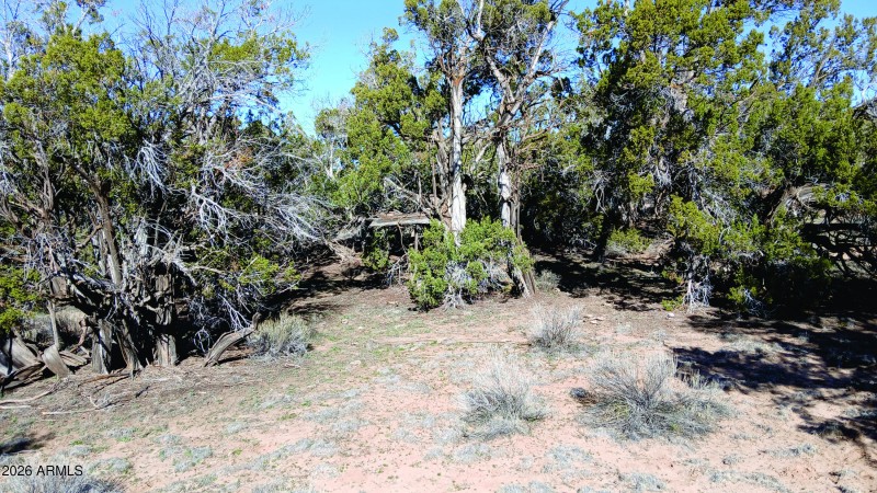 206-14-382 Vegetation (6).jpg